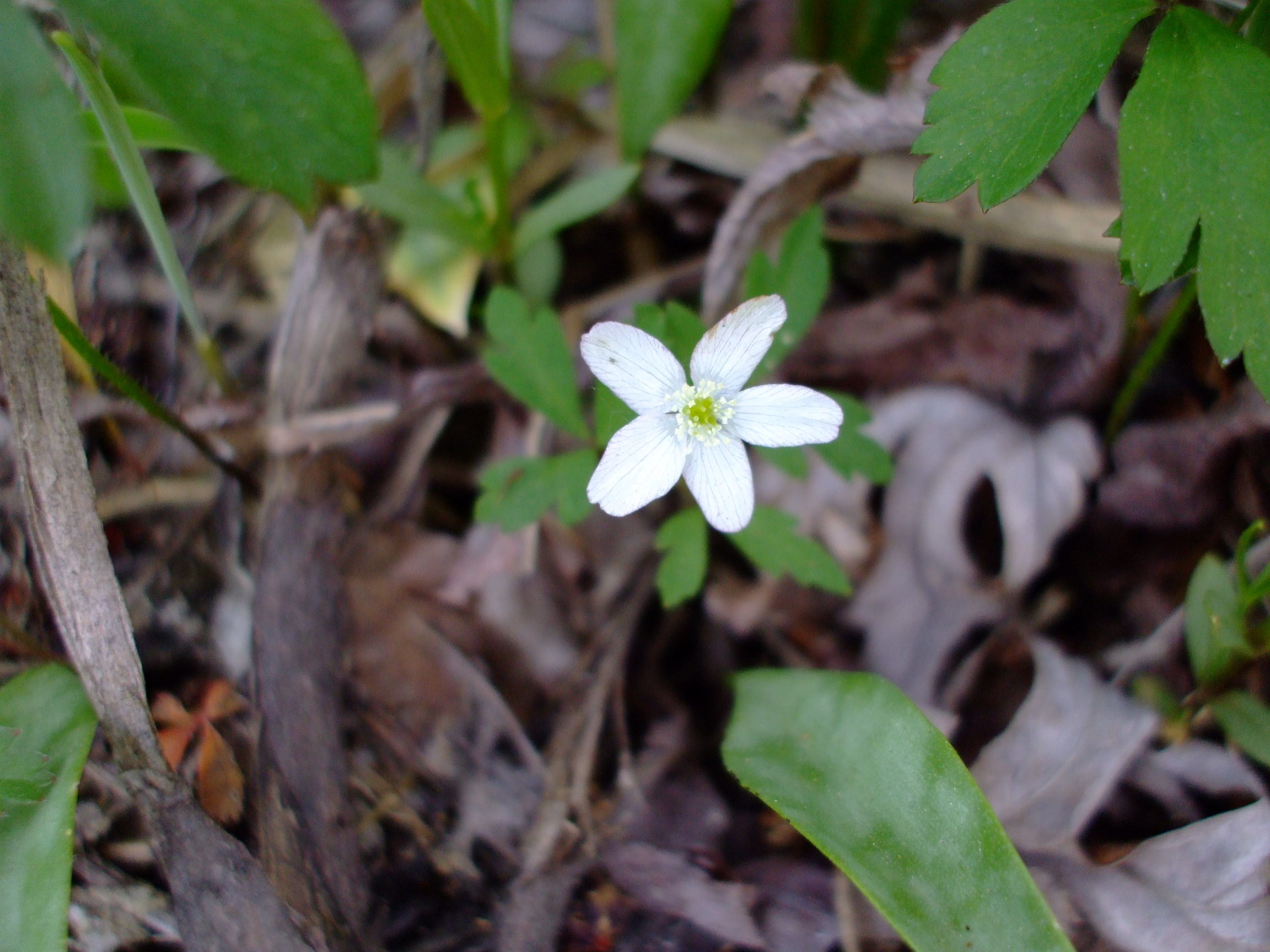 Anemone quinquefolia